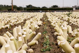 嘉義布袋整片蘿蔔田「被砍頭」 奇景背後原因曝