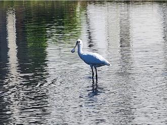 黑面琵鹭罕见现身屏东佳冬！专家曝迁徙原因