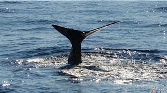 世界鯨魚日 花蓮鯨豚聲音數據上傳國際平台供免費下載