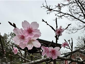 山上花園水道博物館櫻花「遲到」！228連假將見櫻木花道美景