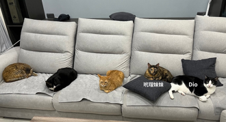 毛孩讀心術》愛貓離世飼主超自責 天使貓一句話救贖她