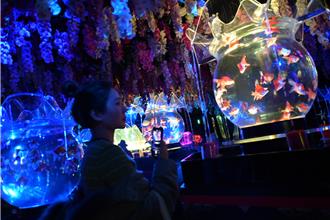 金魚結合藝術打造完美視覺饗宴 沉浸體驗昆蟲樂趣