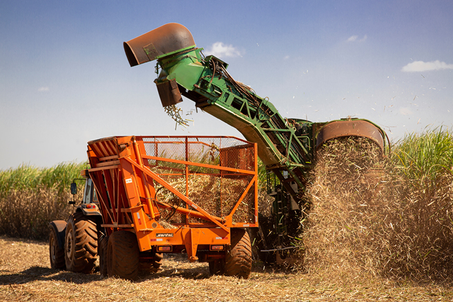 泰国一名少年睡在甘蔗田里，却意外卷入收割机爆血惨死。（示意图：Shutterstock／达志）