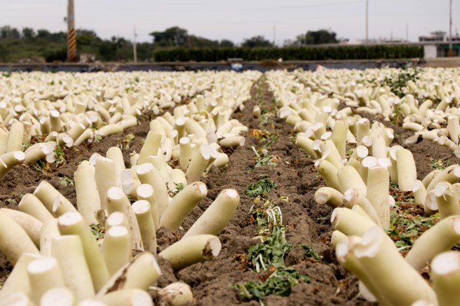 嘉义县布袋整园白萝卜遭「断头」。（图／翻摄自脸书粉专Q嘉义）