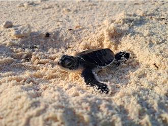 太平島成綠蠵龜產卵聖地 海保署：共發現221個卵窩