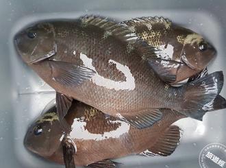 黑毛是啥東東？ 東北角黑毛正肥美當時 輕鬆料理即成春冬限定美味！