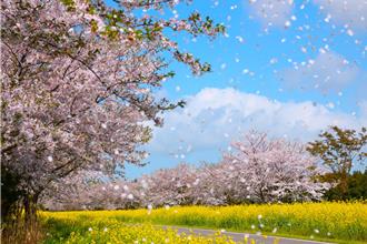 櫻花季來了 日、韓賞櫻地圖一次搜集