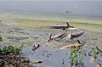 花蓮壽豐池魚暴斃飄腥臭味 鄉長曝原因