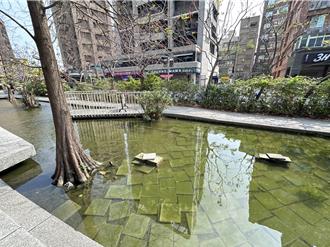 蘆洲運動中心生態池驚現死魚惡臭 體育局曝光原因