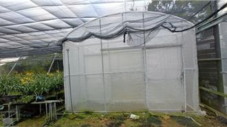 文心蘭產業新希望！健康母本計畫啟動 提升品質與產量