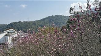 淡水楓樹湖木蘭花開了！粉紫、粉白花海美爆