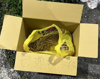 今年首例！彰化驚傳石虎遭路殺 縣府籲車速放慢