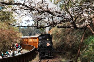 櫻王還在冬眠？阿里山賞櫻攻略報你知 搭蒸汽火車賞花超浪漫