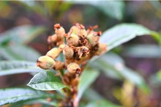 氣候異常惹禍！南投國姓枇杷「消蕾」 恐減產逾3成