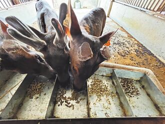 養殖技術升級 鹿茸年產25噸