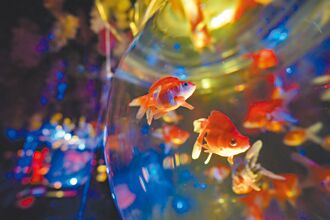 金魚結合藝術設計 展千面姿態