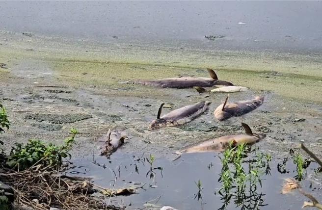 花莲县寿丰乡1户养殖池鱼疑受天气不稳影响大量暴毙，死鱼在池面载浮载沉引发腥臭味。（寿丰乡公所提供／罗亦晽花莲传真）