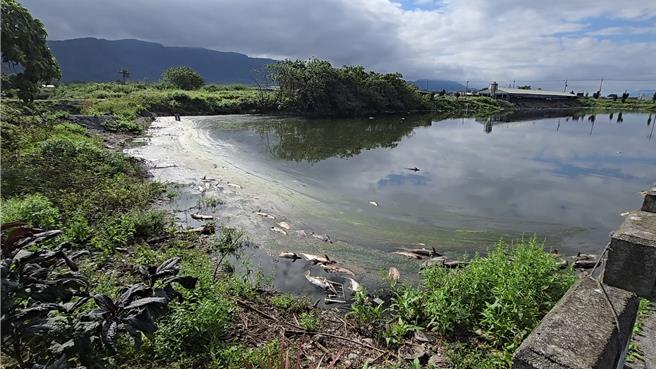 花莲县寿丰乡1户养殖池鱼疑受天气不稳影响大量暴毙，死鱼在池面载浮载沉引发腥臭味。（民眾提供／罗亦晽花莲传真）