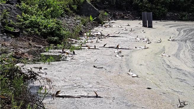 花莲县寿丰乡1户养殖池鱼疑受天气不稳影响大量暴毙，死鱼在池面载浮载沉引发腥臭味。（民眾提供／罗亦晽花莲传真）