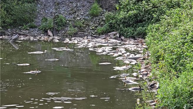 花莲县寿丰乡1户养殖池鱼疑受天气不稳影响大量暴毙，死鱼在池面载浮载沉引发腥臭味。（民眾提供／罗亦晽花莲传真）