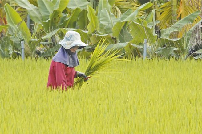 农业部「青年农民农业经营准备金」方案自2020年下半年推动迄今，不断滚动式检讨期盼给予青农更完善的支持，而今年度方案再升级，持续整合农业部所属机关各项资源，并强化辅导措施及优化系统操作。（本报系资料照）