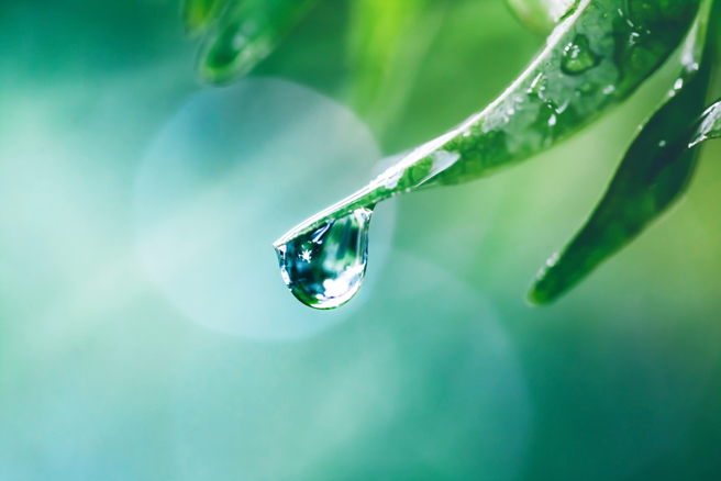 雨水节气后，猪、狗、马、龙4生肖在将迎来好运。（示意图：Shutterstock／达志）