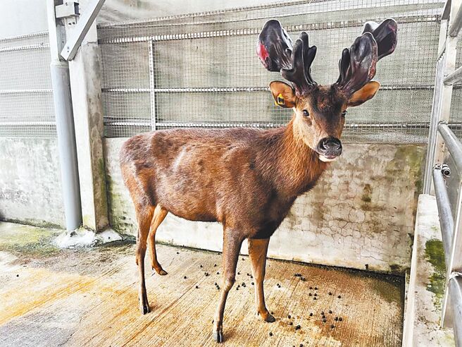 2025年元旦起，紐西蘭進口鹿茸可零關稅輸入台灣，台灣養鹿產業也因此備感壓力，期盼政府能夠出手相助，攜手產業將國產鹿茸推廣至大眾面前。（農業部提供／賀培晏台北傳真）