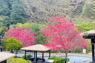 八仙山櫻花迎春盛放 走天籟步道、賞十文溪 來場「森呼吸之旅」