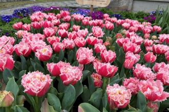 士林官邸精選市集 賞各式鬱金香還能大啖台灣美食