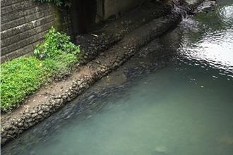 新北瓦磘溝整治有成 化身都會綠廊魚群「密密麻麻」