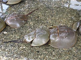 金門海域全年禁捕「活化石」三棘鱟 違者最高罰15萬元