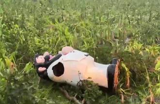 颱風接連侵襲農損慘重 台東縣有耕地租金減7成