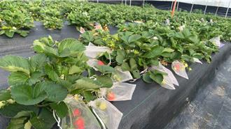 獨家》高雄六龜試種草莓成功 口感紮實香氣濃 首批售空