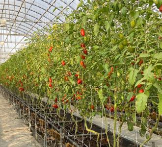 硬派VS Q弹！台南、彰化小果番茄口感大不同