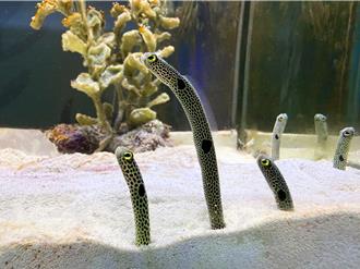 屏東海生館「我的鰻朋友」活動倒數 228連假鰻遊海底世界