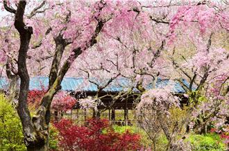 櫻花季爆單！日韓賞櫻熱潮來襲 最夯行程一次看