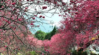 日月潭區域櫻花滿開展夢幻 漢來日月行館推住房專案邀賞花