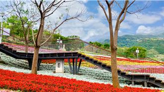 春遊賞花！逛台版富良野順便泡湯、喝下茶 溪頭森林假期櫻花伴遊