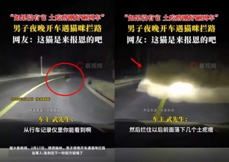 幸虧有牠！ 陸男開車遇野貓擋路「緊煞」 下秒竟邊坡崩塌！
