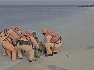 小琉球1日2綠蠵龜落難受傷 海巡急送海生館治療