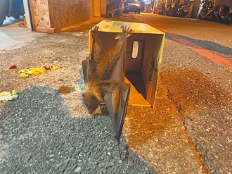 花莲 保育狐蝠撞铁门摔落 紧急救治