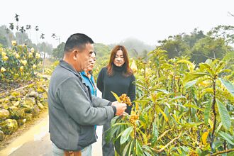 南投 暖秋枇杷消蕾 國姓減產逾3成