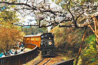 阿里山賞櫻趣 蒸汽列車2／25搶票