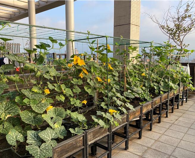 新北市環保局指出，社區屋頂開放種菜，不僅隔熱降溫還是住戶聯繫情感好所在。（圖／新北市環保局）