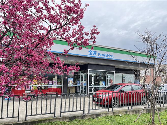 全家「八德櫻花店」外即是盛放櫻花林，賞櫻不需人擠人。（全家提供／朱世凱台北傳真）