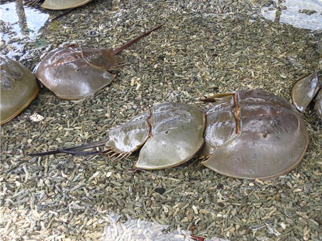 金门县政府公告，自今年3月17日起，除乌坵及东碇海域外，全年禁止于县辖海域以任何方式採捕、贩售、持有及食用三棘鲎。（图／民眾提供）