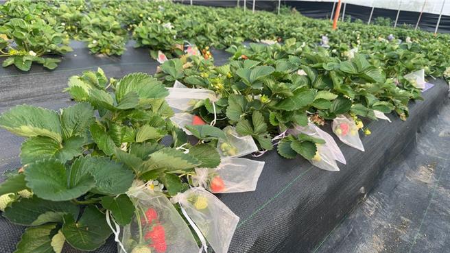 黃姓農民說，六龜種出的草莓香氣特別濃郁，口感也比市售品種更加扎實。（林雅惠攝）