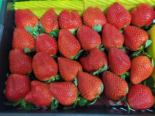 黃姓農民說，六龜種出的草莓香氣特別濃郁，口感也比市售品種更加扎實。（林雅惠攝）