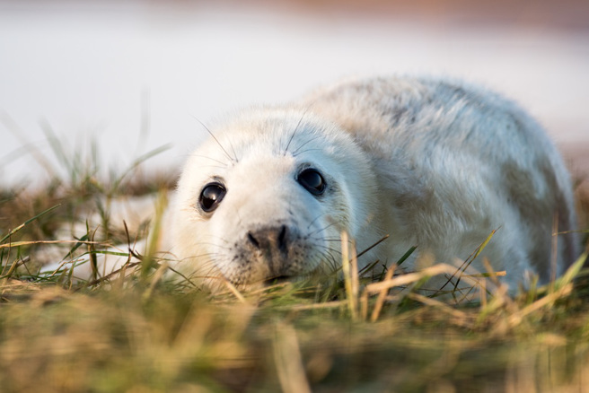 美國康乃狄克州紐哈芬市中心驚現一隻6周大的灰海豹，警方接獲通報後還以為是惡作劇電話。（示意圖：Shutterstock／達志）