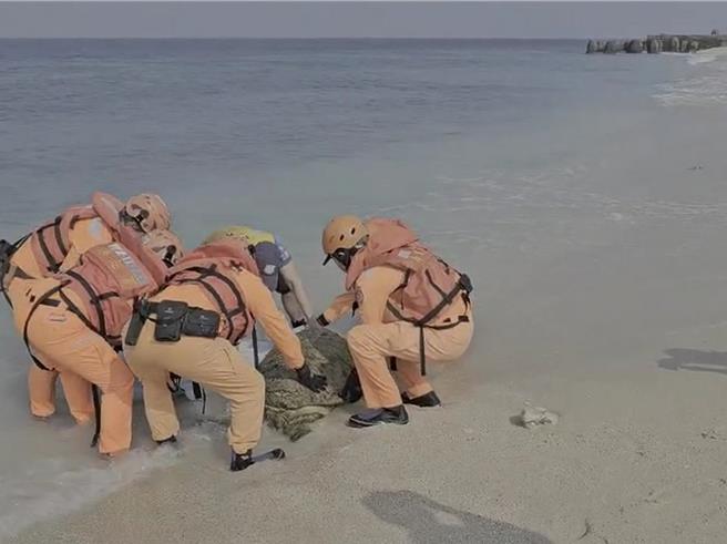 小琉球今天下午分别在中澳沙滩及花瓶岩岸际各发现一只绿蠵龟搁浅，均后送海生馆治疗。（第五岸巡队提供／罗琦文屏东传真）